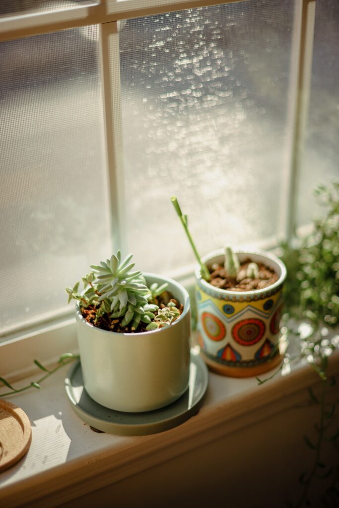 Two plants placed next to a window enjoying the Vitamin D from the sun
